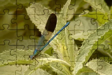 Calopteryx syriaca