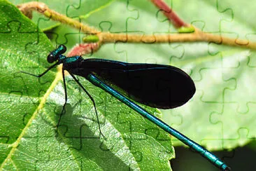 Calopteryx maculata