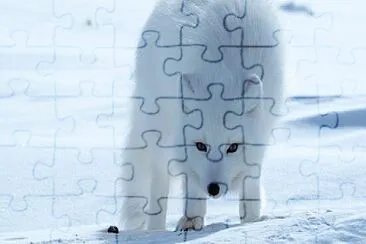 Arctic fox jigsaw puzzle