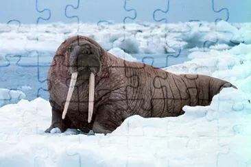 Walrus jigsaw puzzle