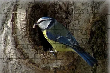 Mésange bleue jigsaw puzzle