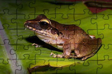 Craugastor raniformis jigsaw puzzle