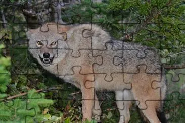 Coyotes in Canada 01 jigsaw puzzle