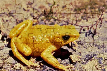 Atelopus bomolochos jigsaw puzzle