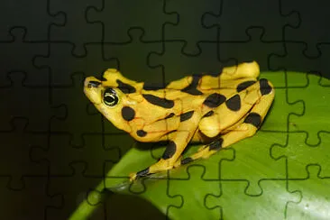 Atelopus zeteki