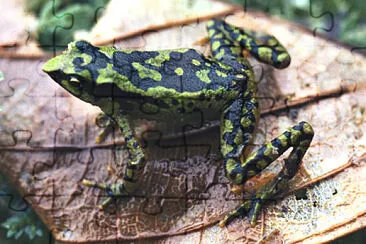 Atelopus planispina