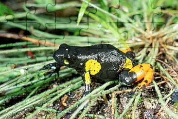 Mantella arlecchino