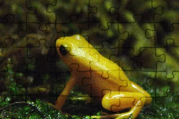 Mantella dorata