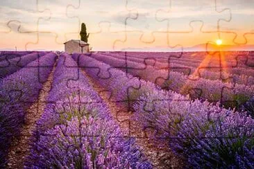 lavanda jigsaw puzzle