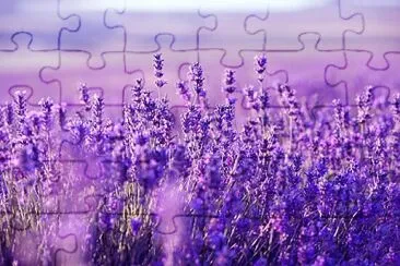 lavanda jigsaw puzzle