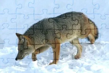 Culpeo fuegino jigsaw puzzle