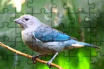 Imagem jigsaw puzzle