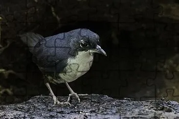 Tapaculo bahia