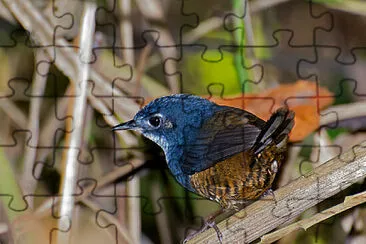 Tapaculo white breasted jigsaw puzzle