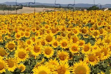 Champ de tournesol, Tarn jigsaw puzzle