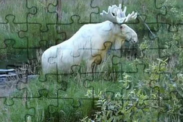 Rare White Mooses, nova scotia