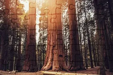 Sequoia trees