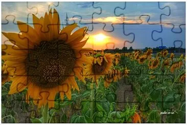 girasoli jigsaw puzzle