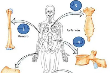 tipos de huesos