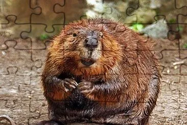 Canada,s Beaver jigsaw puzzle