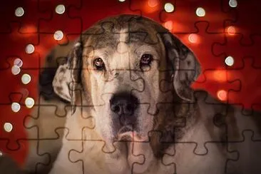 Foto jigsaw puzzle