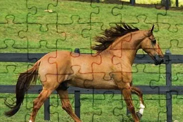 Cavalo Campolina jigsaw puzzle