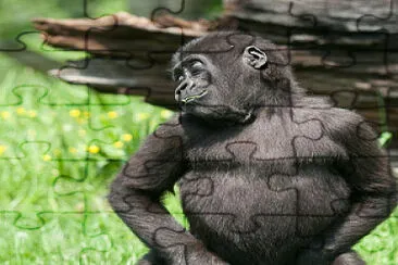 Funny Gorilla jigsaw puzzle