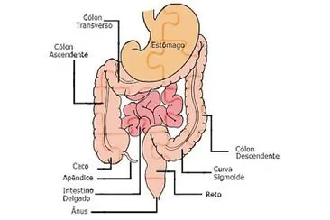 פאזל של Sistema digestÃ³rio