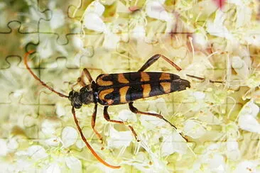 Leptura annularis