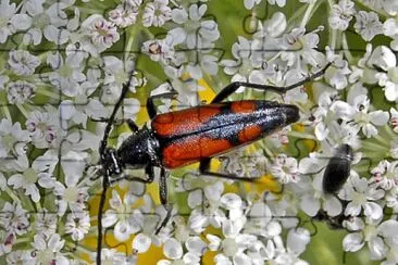 Stenurella bifasciata