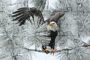 eagle