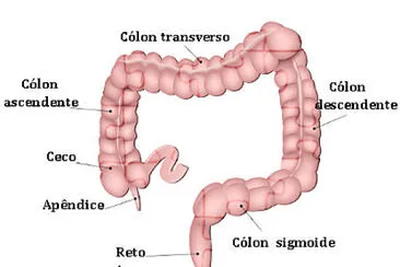 פאזל של intestino groso