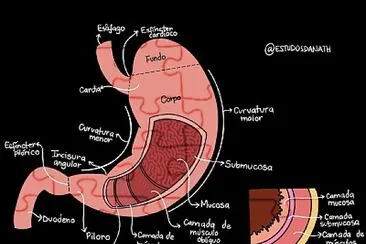 פאזל של estomago