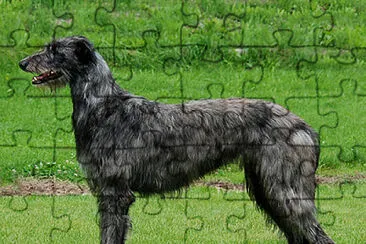 Deerhound