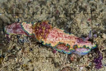 Glossodoris acosti