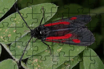 Zygaena nevadensis