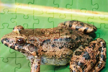 Leptodactylus colombiensis