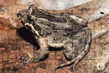 Leptodactylus griseigularis