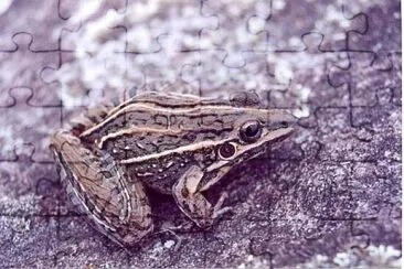 Leptodactylus jolyi