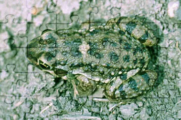 Leptodactylus bufonius