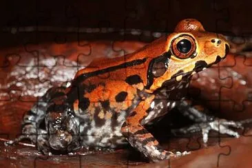 Leptodactylus stendema