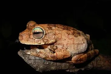 Hypsiboas pugnax