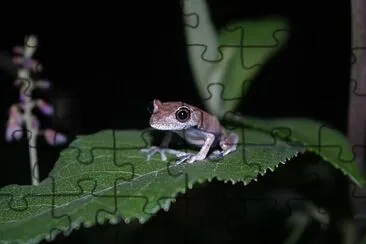 Hypsiboas semilineatus