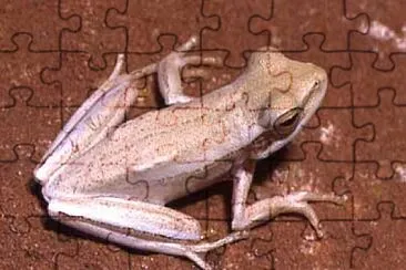 Hypsiboas caingua