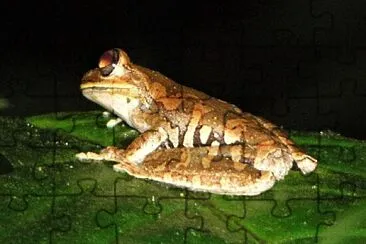 Hypsiboas callipleura