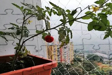 TOMATERA