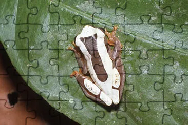 Dendropsophus leucophyllatus