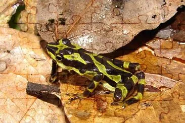 Atelopus spurrelli