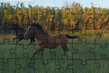 Cheval jigsaw puzzle