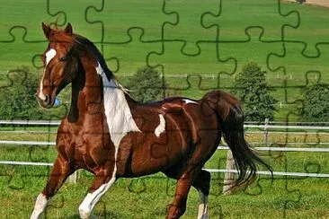 CABALLO PINTO jigsaw puzzle